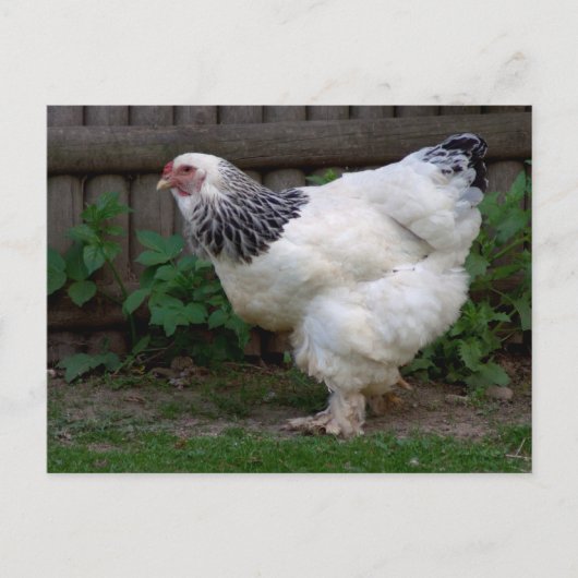 Carte Postale Lumière Brahma Hen (Devant)