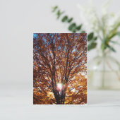 Carte Postale Lumière d'automne (Debout devant)