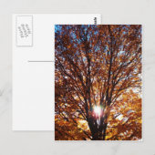 Carte Postale Lumière d'automne (Devant / Derrière)