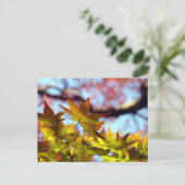Carte Postale Lumière d'automne (Debout devant)