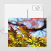 Carte Postale Lumière d'automne (Devant / Derrière)