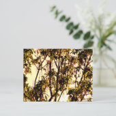 Carte Postale Lumière de l'aube à travers Feuilles d'érable et f (Debout devant)