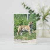 Carte Postale Lumière de tigre (Debout devant)