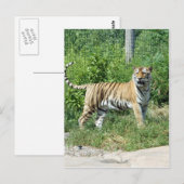 Carte Postale Lumière de tigre (Devant / Derrière)
