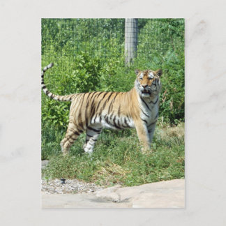 Carte Postale Lumière de tigre