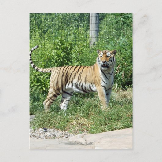 Carte Postale Lumière de tigre (Devant)
