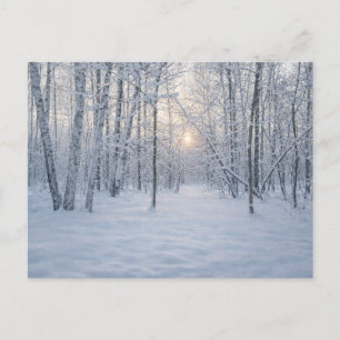 Carte Postale Lumière d'hiver dans une forêt de bouleaux tranqui
