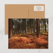 Carte Postale Lumière d'octobre (Devant / Derrière)