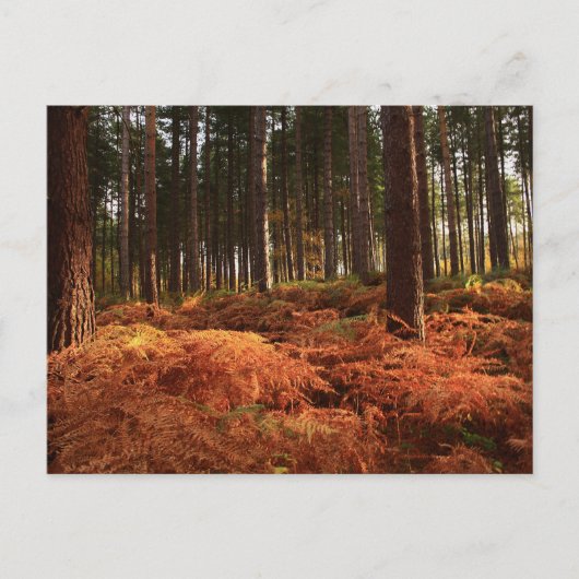 Carte Postale Lumière d'octobre (Devant)