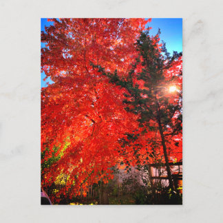 Carte Postale Lumière du soleil à l'automne