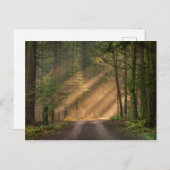Carte Postale Lumière du soleil à travers la forêt (Devant / Derrière)