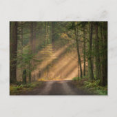 Carte Postale Lumière du soleil à travers la forêt (Devant)