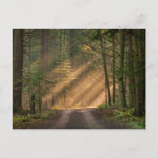 Carte Postale Lumière du soleil à travers la forêt (Devant)