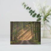 Carte Postale Lumière du soleil à travers la forêt (Debout devant)