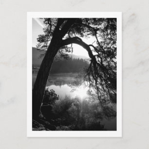 Carte Postale Lumière du soleil à travers les pins, Derwentwater