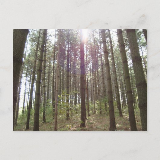 Carte Postale Lumière du soleil dans les pins (Devant)