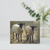 Carte Postale Lumière du soleil d'après-midi de deux moutons du (Debout devant)