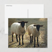 Carte Postale Lumière du soleil d'après-midi de deux moutons du (Devant / Derrière)