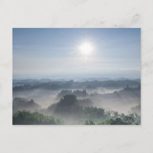 Carte Postale Lumière du soleil lumineuse dans les arbres en