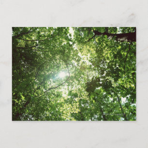 Carte Postale Lumière du soleil qui circule à travers les Feuill