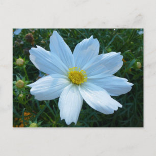 Carte Postale Lumière du soleil sur la florale blanche de Cosmos