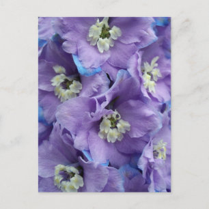Carte Postale Lumière matinale du delphinium