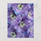 Carte Postale Lumière matinale du delphinium (Devant)