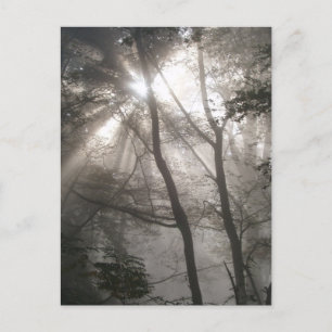 Carte Postale Lumière Solaire À Travers Les Arbres Bois Sombre