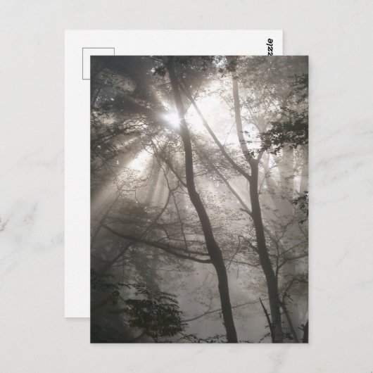 Carte Postale Lumière Solaire À Travers Les Arbres Bois Sombre (Devant / Derrière)