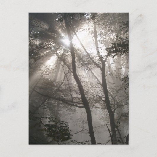 Carte Postale Lumière Solaire À Travers Les Arbres Bois Sombre (Devant)