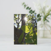 Carte Postale Lumière solaire et pistaches (Debout devant)