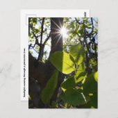 Carte Postale Lumière solaire et pistaches (Devant / Derrière)