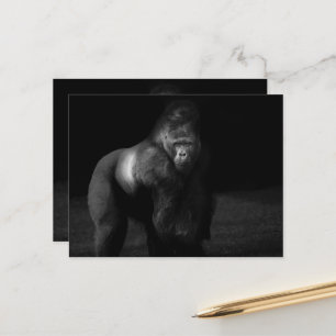 Carte Postale Lumière sur la force – Gorille dos argenté