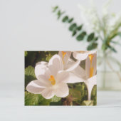 Carte Postale Lumière tachetée en fleur blanche (Debout devant)