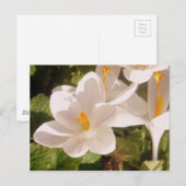 Carte Postale Lumière tachetée en fleur blanche (Devant / Derrière)