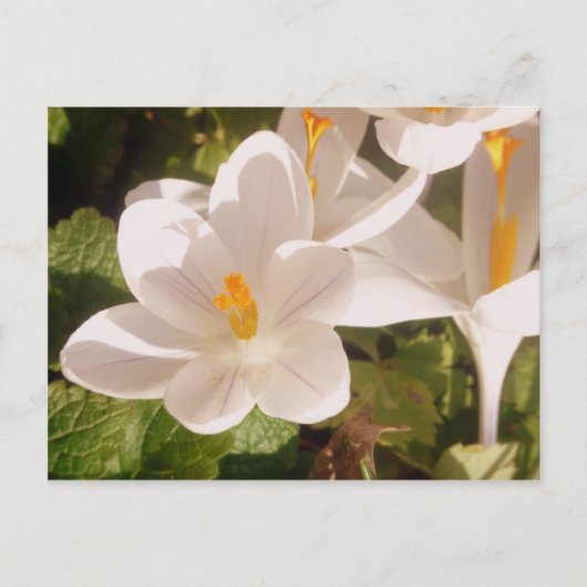 Carte Postale Lumière tachetée en fleur blanche (Devant)
