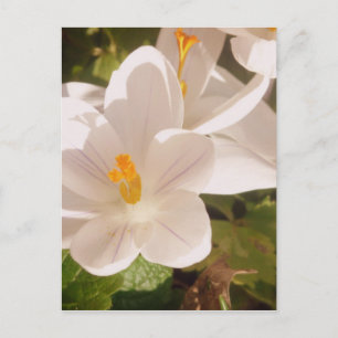 Carte Postale Lumière tachetée en fleur blanche