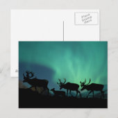 Carte Postale Lumières du caribou et du nord (Devant / Derrière)
