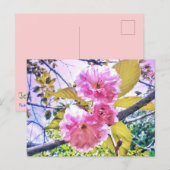 CARTE POSTALE LUMINEUSE 3PINK BLOSSOMS (Devant / Derrière)