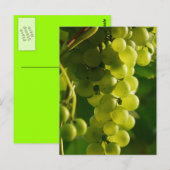 Carte postale lumineuse de raisins (Devant / Derrière)