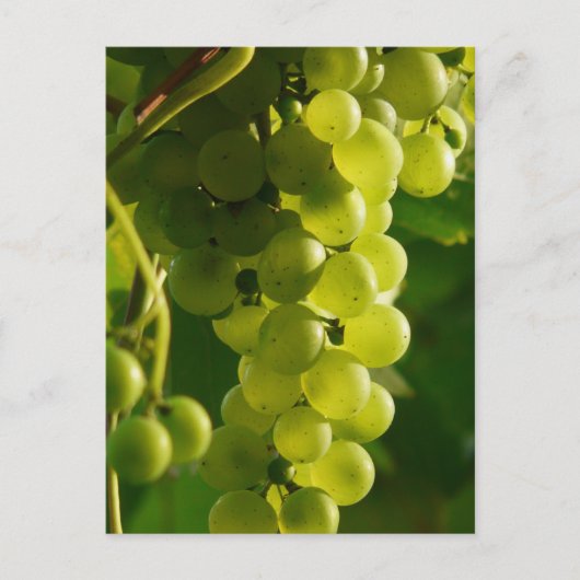 Carte postale lumineuse de raisins (Devant)