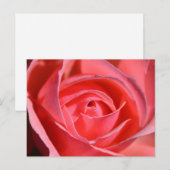 Carte postale lumineuse de rose de rose (Devant / Derrière)
