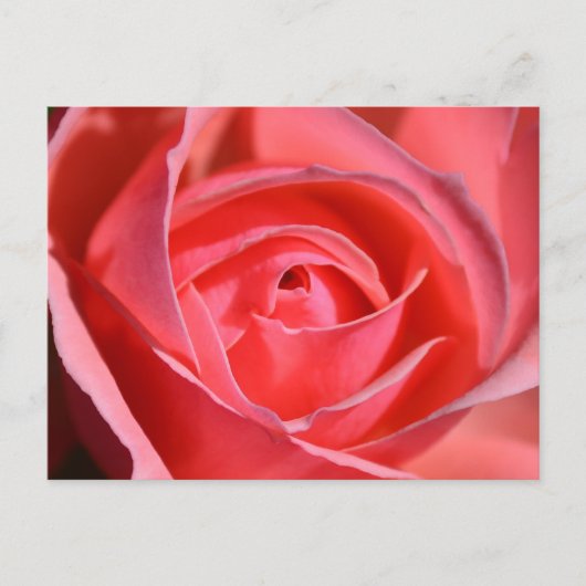 Carte postale lumineuse de rose de rose (Devant)