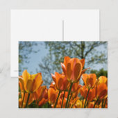 Carte postale Lumineuse Tulipes Orange (Devant / Derrière)