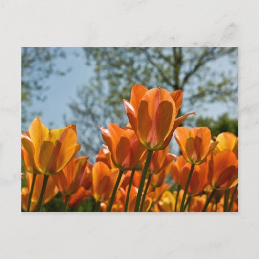 Carte postale Lumineuse Tulipes Orange (Devant)