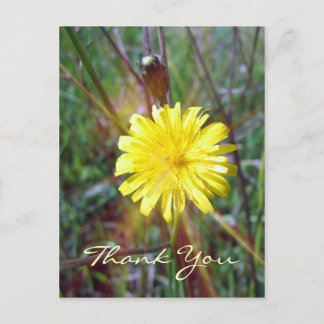 Carte Postale Luminosité du dandelion