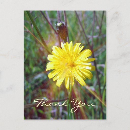Carte Postale Luminosité du dandelion (Devant)