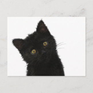 Carte Postale Luna Bella Black Kitten