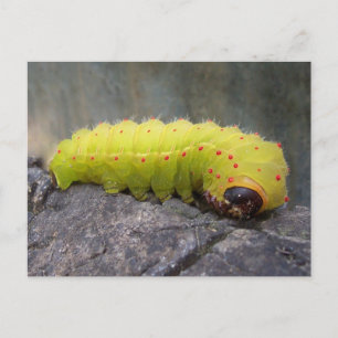 Carte Postale Luna Caterpillar