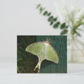Carte postale Luna Moth. (Debout devant)